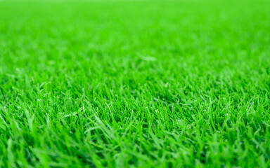 Green meadow grass field, Focus on foreground.