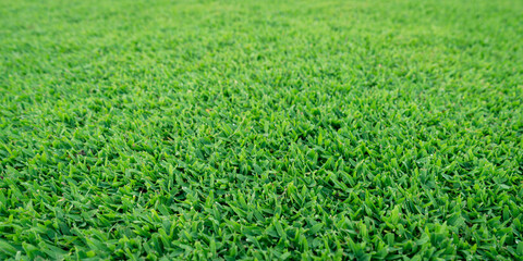 Green meadow grass field, Focus on foreground.