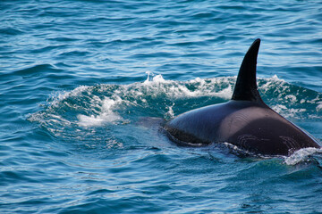 Orca or Killer Whale with rake marks, scarring inflicted by the teeth of other Killer Whales....