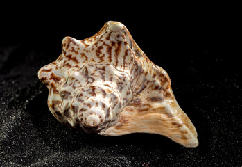 Strombus raninus seashell on a dark background
