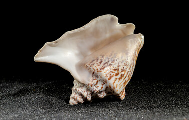 Strombus raninus seashell on a dark background