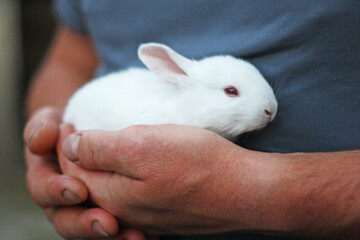 The bunny is sitting on the hands of a person. - 757811805