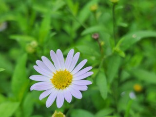 Common daisy flowers in garden.