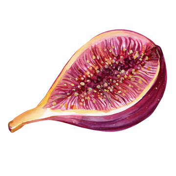 recommend clip art: Fresh Fig on isolated background watercolor botanical painting summer illustration, hand drawing, ripe fruit