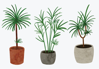 palm indoor plant