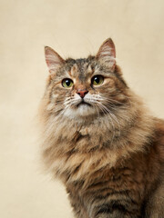 An attentive long-haired tabby cat gazes upward, its fur a mix of earth tones against a neutral...
