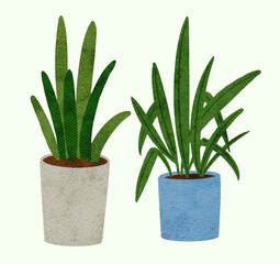 snake plant, sansevieria  potted plants