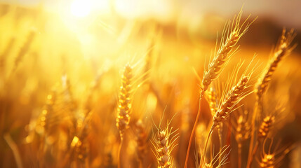 A field of wheat under a bright sun, with the sunlight casting a warm glow over the golden crops