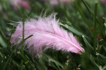 pink feather in the grass - 757818030