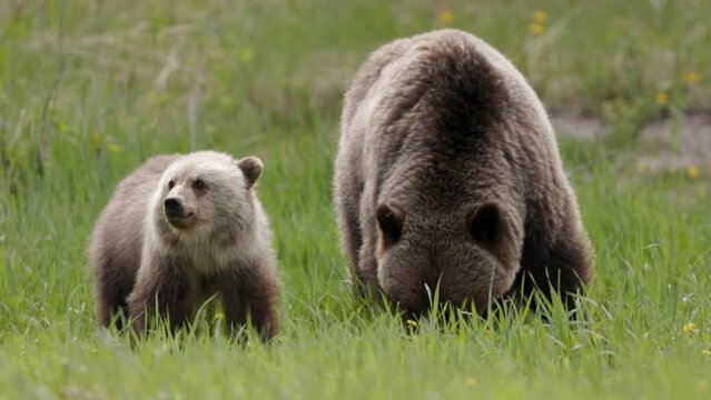 A mother grizzly bear and her cub roam through a vibrant green meadow, pausing to graze on the fresh spring grass. The pair exhibit natural behavior in their habitat.