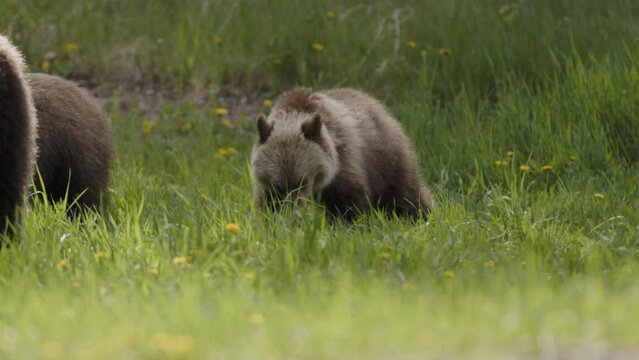 Grizzly bear cubs casually grazes on the vibrant vegetation of a lush, flower-dotted meadow while mama bear watches over.
