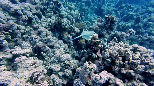 Stingray Swimming Over The Coral Reefs Under The Red Sea. - underwater shot