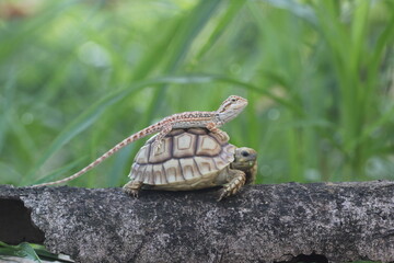 turtle, sulcata, bearded dragon, the story of the friendship between the sulcata turtle and the bearded dragon