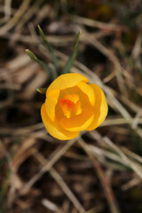 The first yellow crocus in the spring garden - 757820428