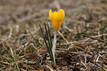 The first yellow crocus in the spring garden - 757820441