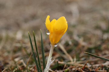 The first yellow crocus in the spring garden - 757820651