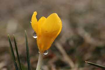 The first yellow crocus in the spring garden - 757820665