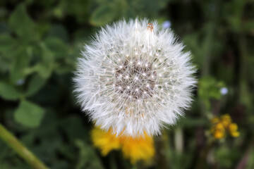 The end of dandelion flower