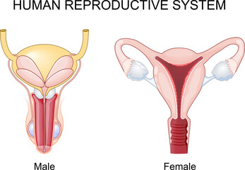 Human reproductive system. Female and male Reproductive organs.