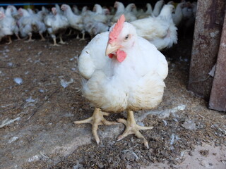 A white chicken with a red comb pecks for food on a rural farm