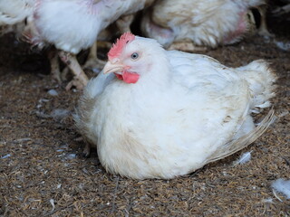 A white hen, a common farm bird raised for eggs and meat, pecks for food on a rural farm