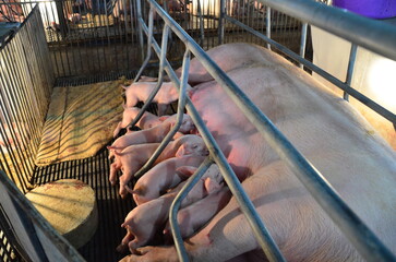Newly born piglets are nursing in an unexpected industrial environment made of metal and steel....