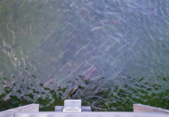 Large group of Salmon swimming in Brooks River under the bridge.