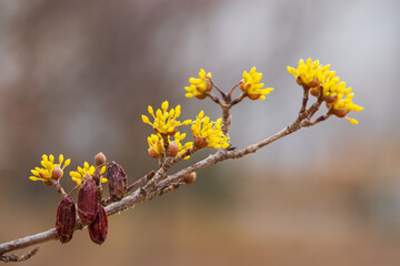 Cornelian cherry flowers and dry fruits on the branches of a Cornus officinalis tree in early spring.	
