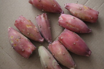 kaktus Opuncja macrorhiza opuntia 