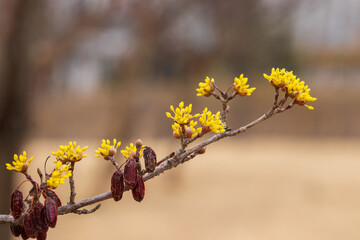 초봄 나뭇가지에 피어나는 노란 산수유꽃과 마른 산수유 열매.
