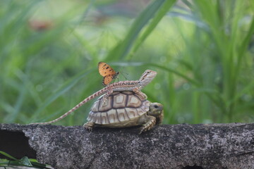 turtle, sulcata, bearded dragon, butterfly, the story of the friendship between a sulcata turtle, a bearded dragon, and a butterfly