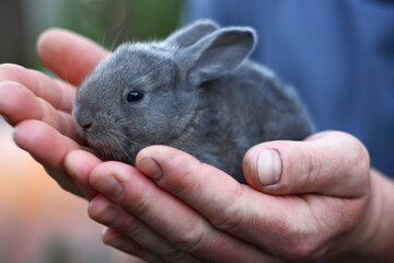 The rabbit is held in the hands of a man. - 757828224