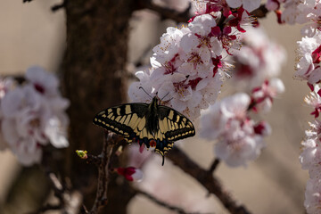 butterfly on a branch