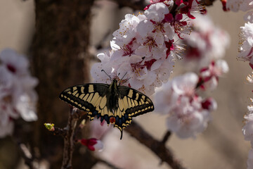 butterfly on a flower