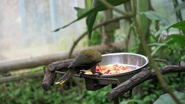 The green oropendola (Psarocolius viridis) is a species of bird in the family Icteridae. It is found in wooded habitats in the Amazon basin and Guianas of South America