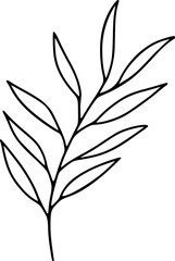 Branch With Long Lance-shaped Leaves Illustration