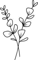 Branches Of Spiral Eucalyptus Illustration