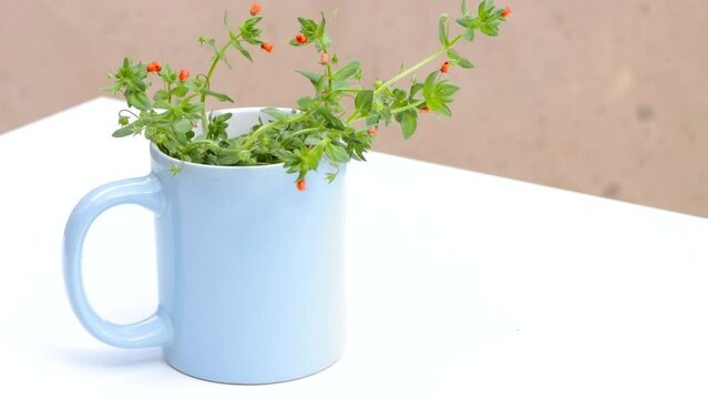 Horizontal video, focus in of a pretty plant with orange flowers, Lysimachia arvensis, in a blue cup with a white background