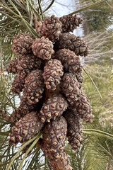 bunch of pine cones on a pine tree, anatomical rarity, anomaly