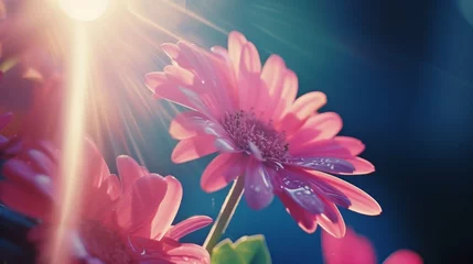 Plexiglas foto achterwand Sunlit Pink Gerbera Daisy Banner © irissca