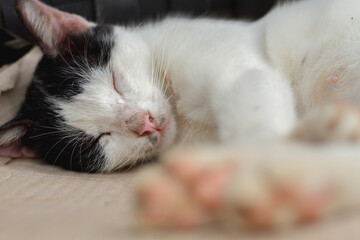 Cute cat sleep, animal closeup 