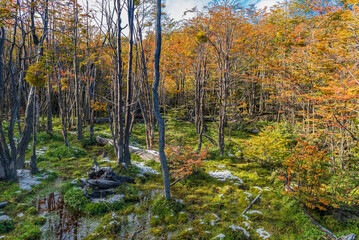 Tierra del Fuego National Park, Patagonia, Argentina