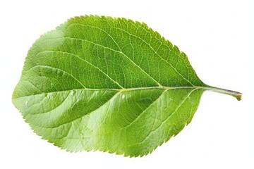 Obraz premium E Leaf - Fresh Green Apple Leaf Isolated on White Background with Clipping Path