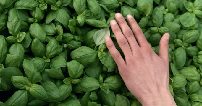 Super slow motion top view  macro of male farmer's hand gently caressing fresh green fresh organic juice basil plants in eco bio plantation garden or agricultural hypodermic greenhouse at 1000 fps.