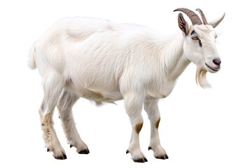 Fototapeta premium Goat isolated on white background Generative Ai 