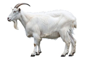 Fototapeta premium Goat isolated on white background Generative Ai 