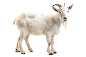 Obraz premium Goat isolated on white background Generative Ai 
