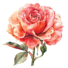 Watercolor Romantic Rose Clipart isolated on white background