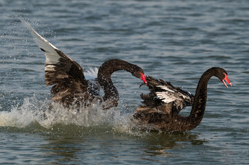 Two black swans fighting in the lake