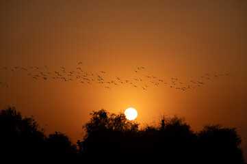 Silhouette of a flock of flamingos flying against an orange setting sun and sky